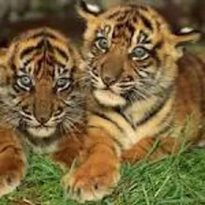 4-месячный ребенок тигра,  мужской и женский для продажи любого заинтер